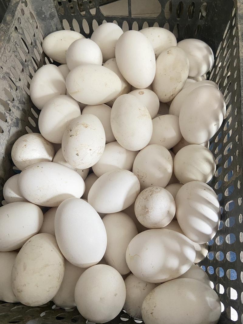农村散养有机大鹅蛋，保证新鲜保证质量