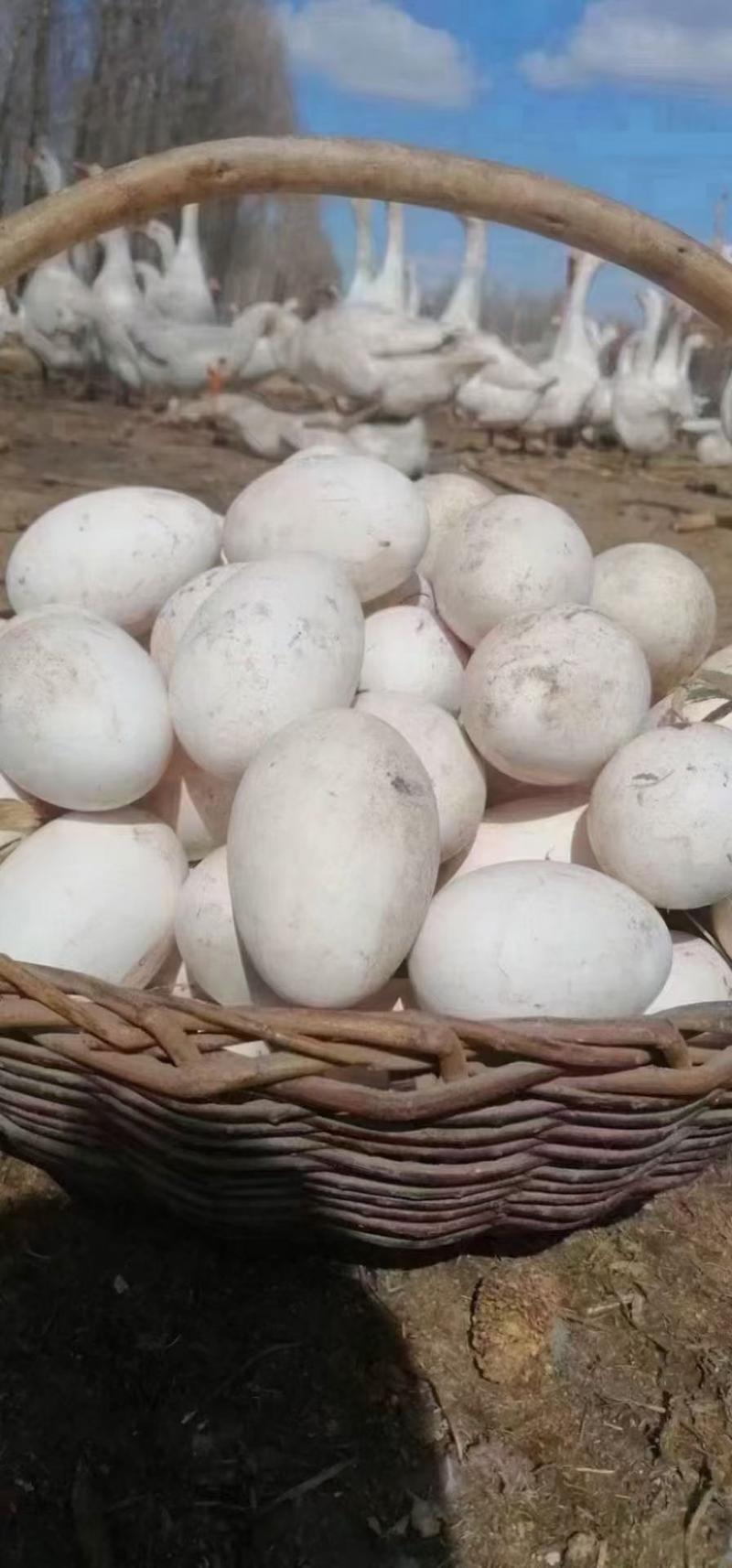 农村散养有机大鹅蛋，保证新鲜保证质量