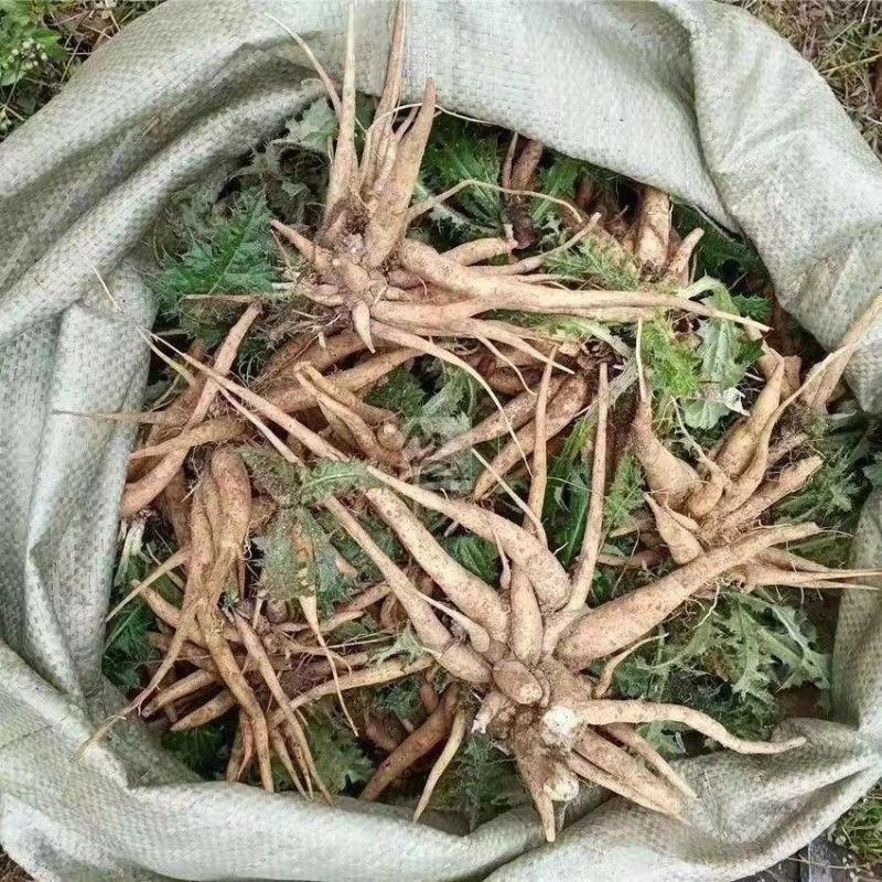 贵州野生大蓟大蓟根泡汤炖汤食同源白花大蓟