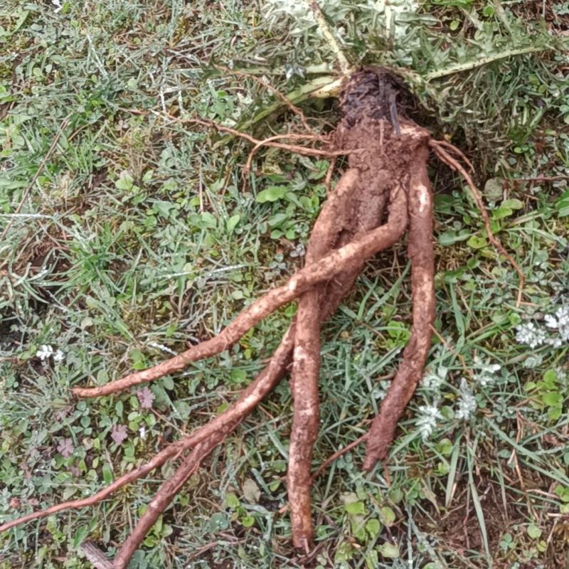 贵州野生大蓟大蓟根泡汤炖汤食同源白花大蓟