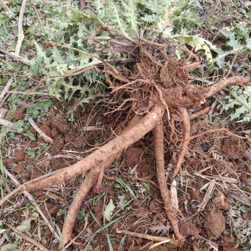 贵州野生大蓟大蓟根泡汤炖汤食同源白花大蓟