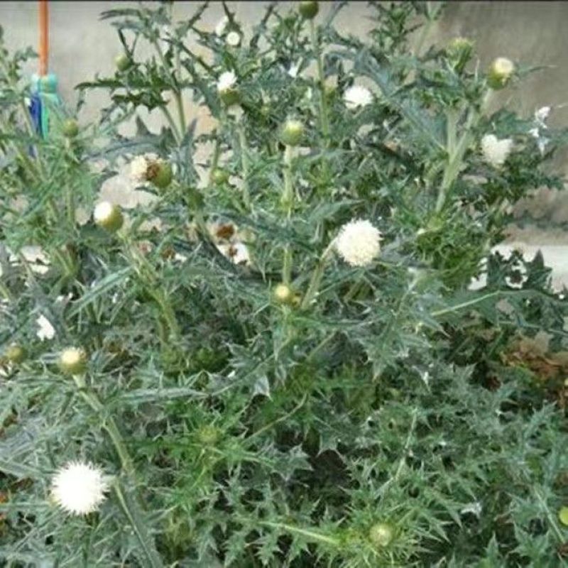 贵州野生大蓟大蓟根泡汤炖汤食同源白花大蓟