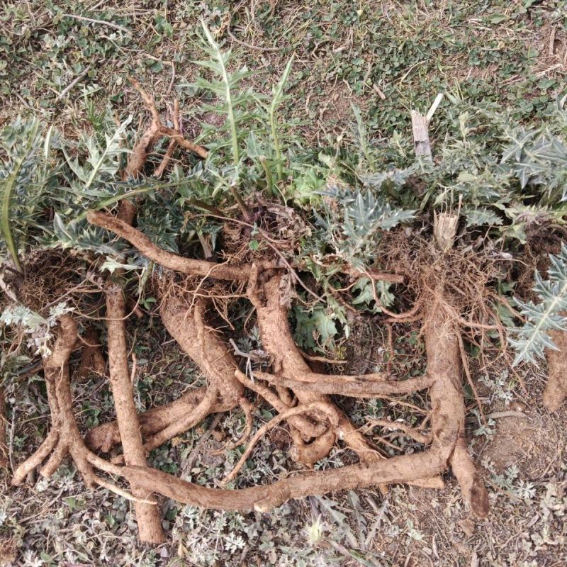 贵州野生大蓟大蓟根泡汤炖汤食同源白花大蓟