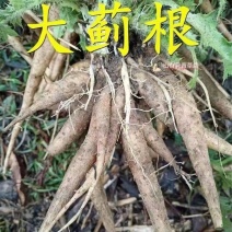 贵州野生大蓟大蓟根泡汤炖汤食同源白花大蓟
