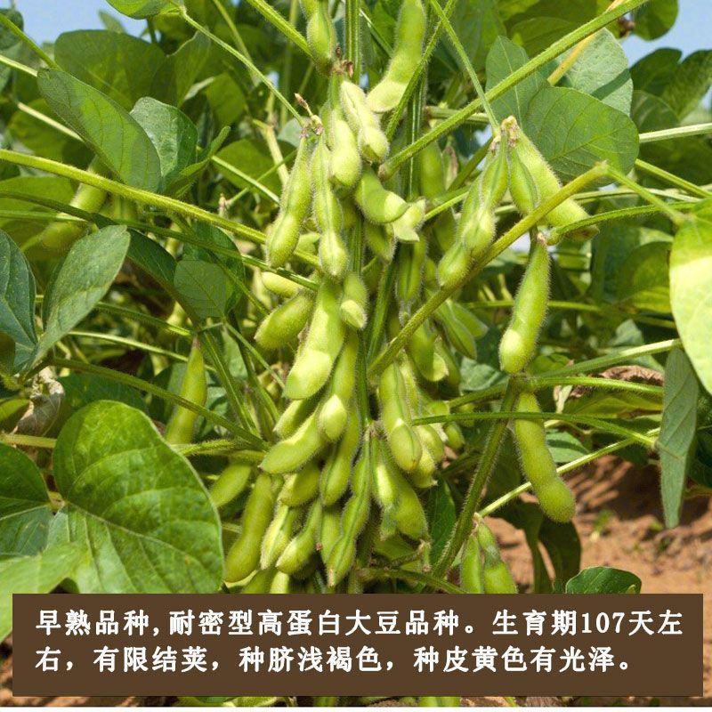 大豆种子早熟高产黄豆种子矮杆特大抗旱抗病超级千斤豆种子