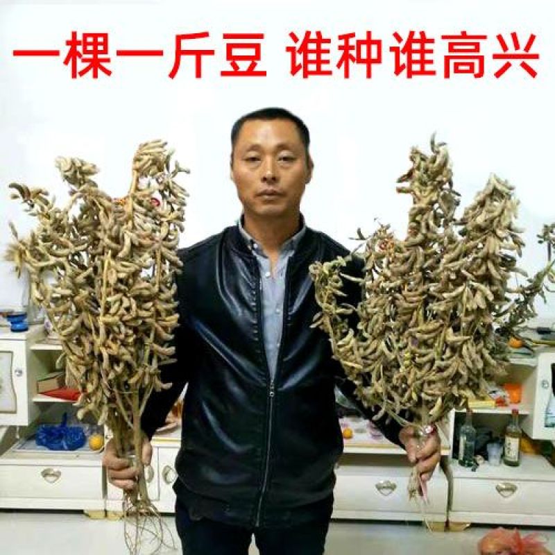 大豆种子早熟高产黄豆种子矮杆特大抗旱抗病超级千斤豆种子