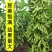 大豆种子早熟高产黄豆种子矮杆特大抗旱抗病超级千斤豆种子
