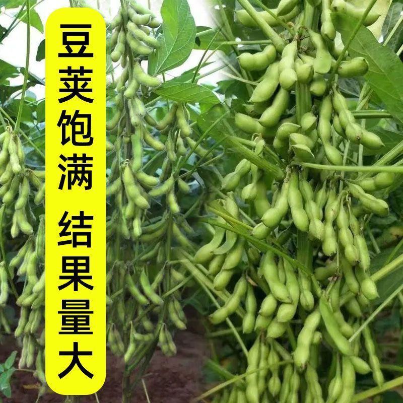 大豆种子早熟高产黄豆种子矮杆特大抗旱抗病超级千斤豆种子