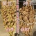 大豆种子早熟高产黄豆种子矮杆特大抗旱抗病超级千斤豆种子