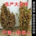 大豆种子早熟高产黄豆种子矮杆特大抗旱抗病超级千斤豆种子