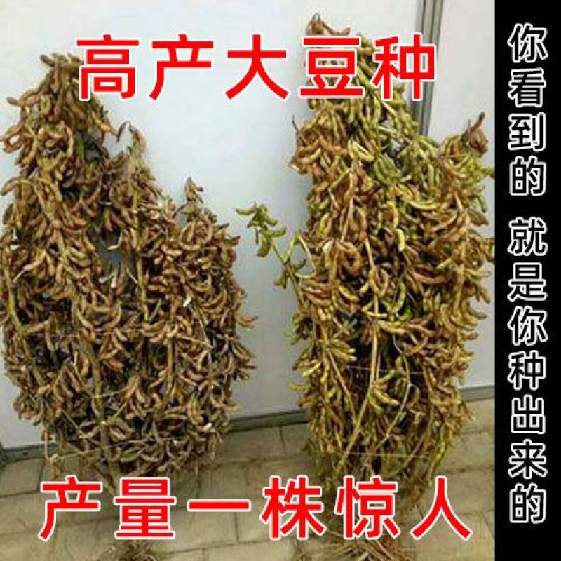 大豆种子早熟高产黄豆种子矮杆特大抗旱抗病超级千斤豆种子