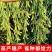 大豆种子早熟高产黄豆种子矮杆特大抗旱抗病超级千斤豆种子