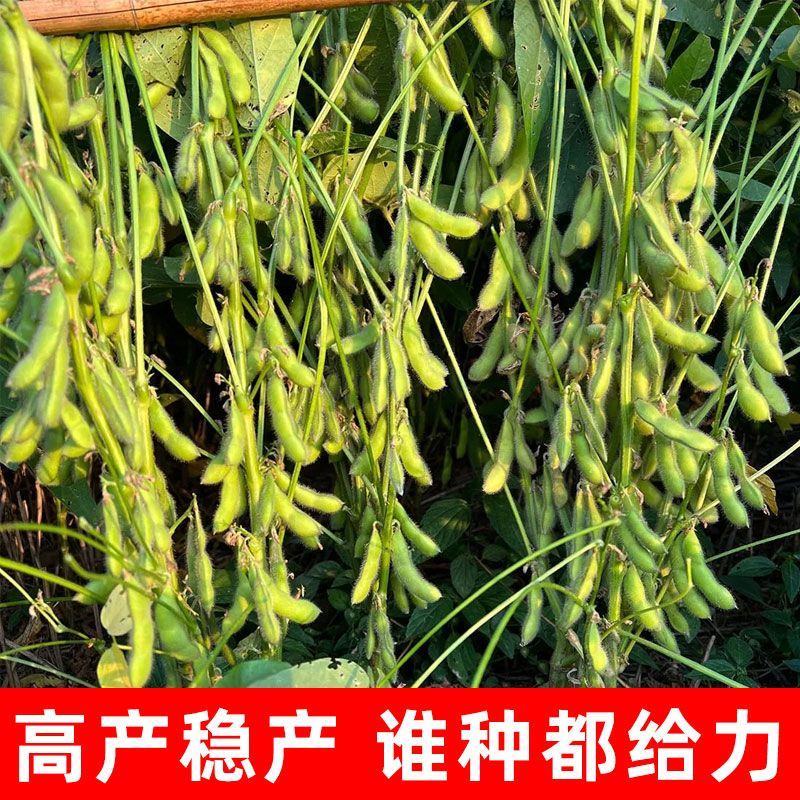 大豆种子早熟高产黄豆种子矮杆特大抗旱抗病超级千斤豆种子