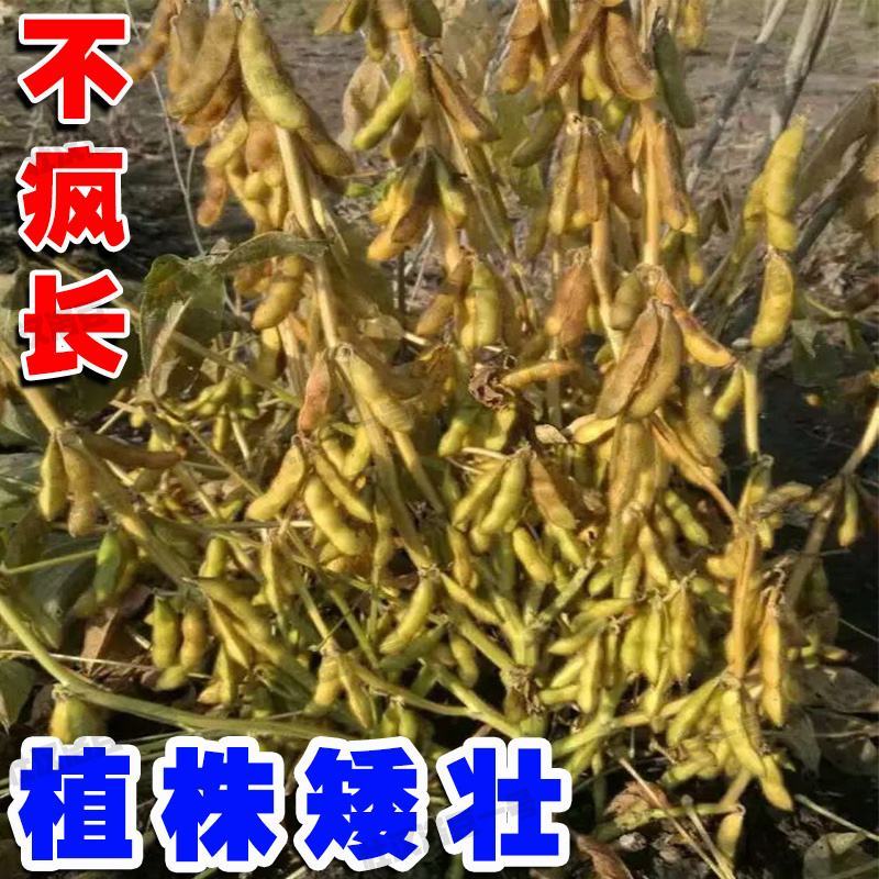 大豆种子早熟高产黄豆种子矮杆特大抗旱抗病超级千斤豆种子