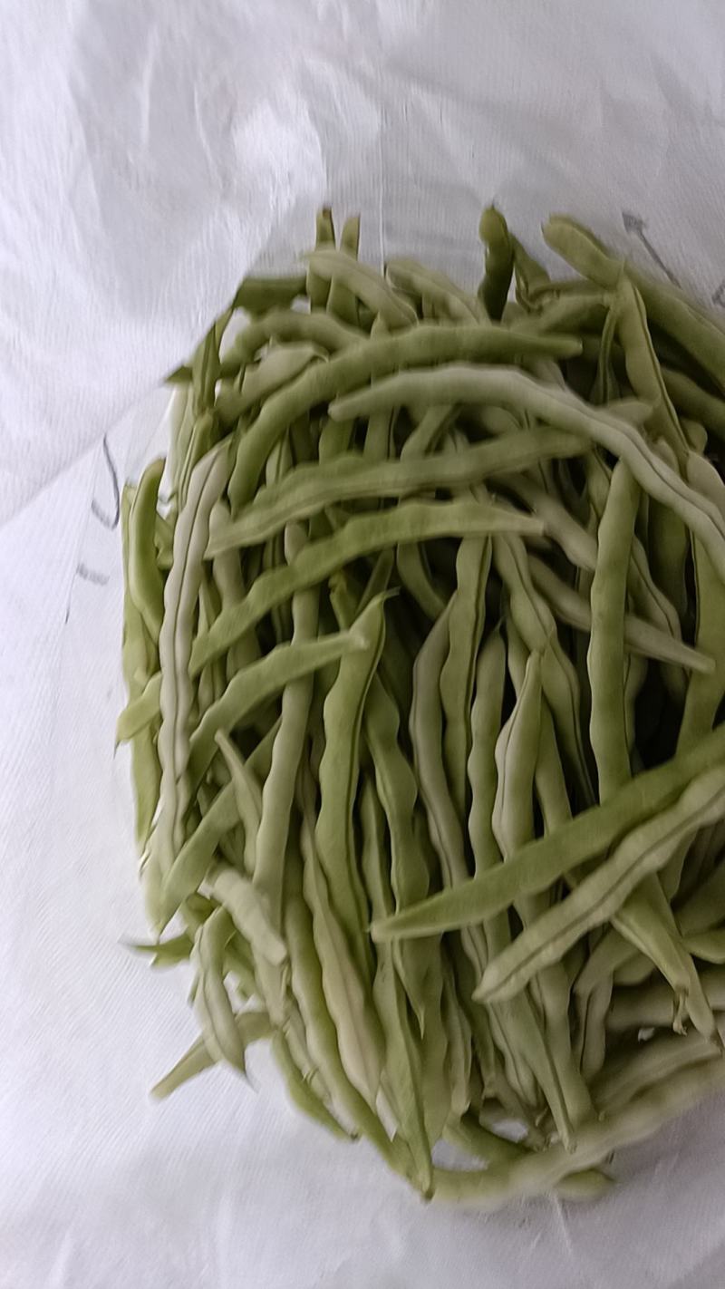 芸豆无丝豆九粒白芸豆大量上市货源充足欢迎预购