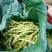 芸豆无丝豆九粒白芸豆大量上市货源充足欢迎预购