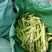 芸豆无丝豆九粒白芸豆大量上市货源充足欢迎预购