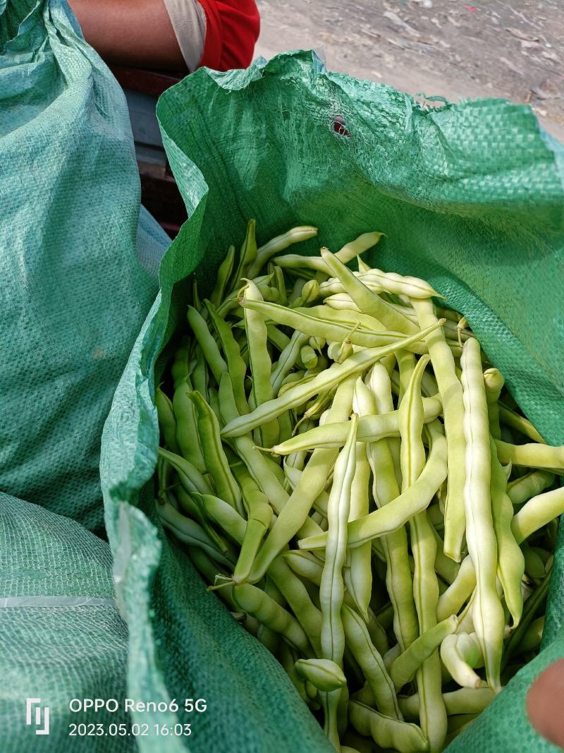 芸豆无丝豆九粒白芸豆大量上市货源充足欢迎预购