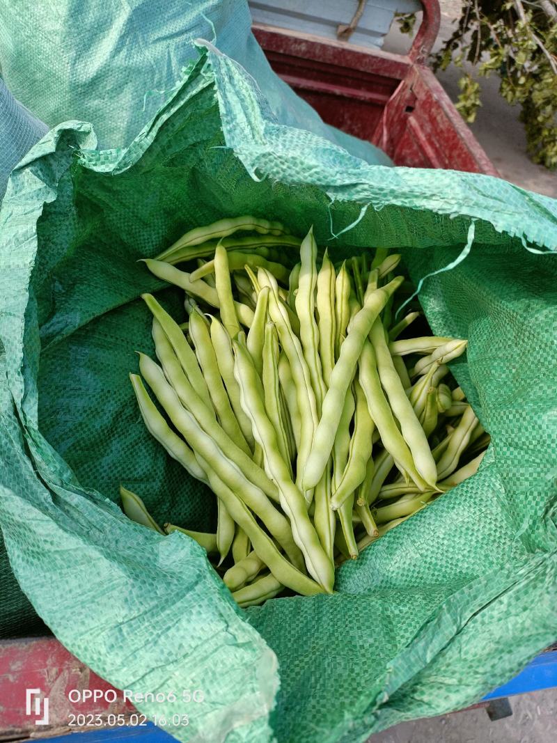 芸豆无丝豆九粒白芸豆大量上市货源充足欢迎预购
