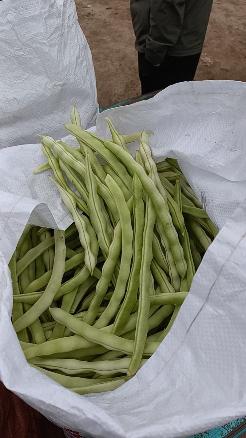 芸豆无丝豆九粒白芸豆大量上市货源充足欢迎预购