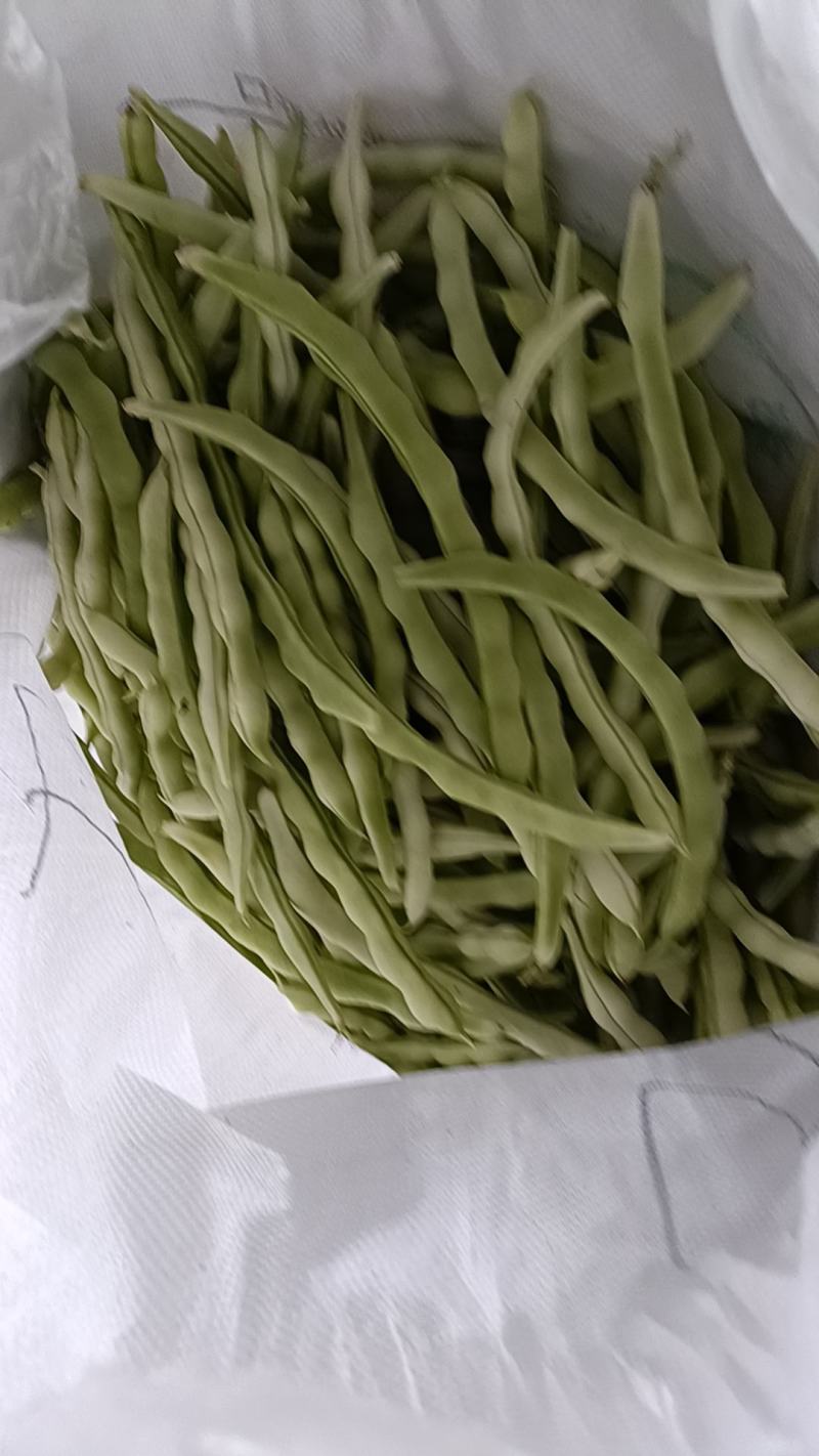 芸豆无丝豆九粒白芸豆大量上市货源充足欢迎预购