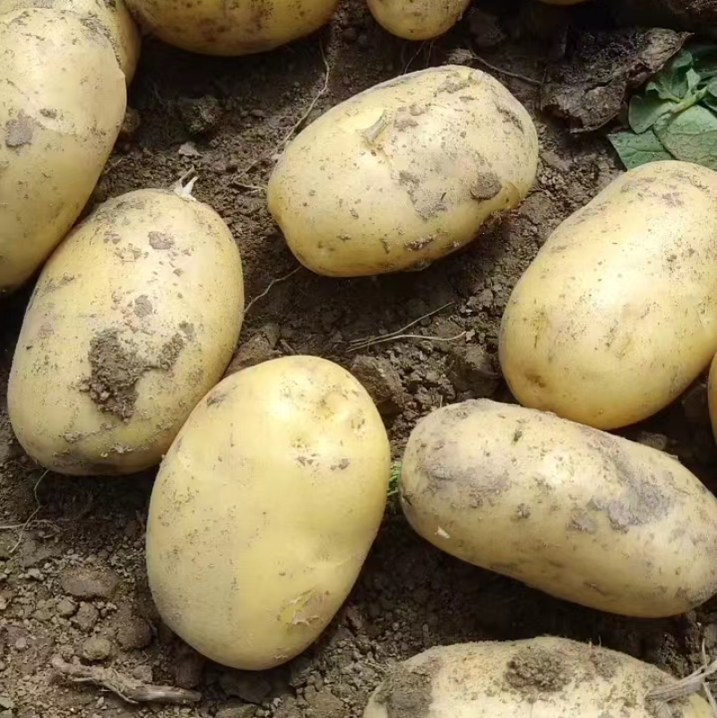 土豆洋芋大量上市，精品黄心土豆，电商土豆，沃土。V70