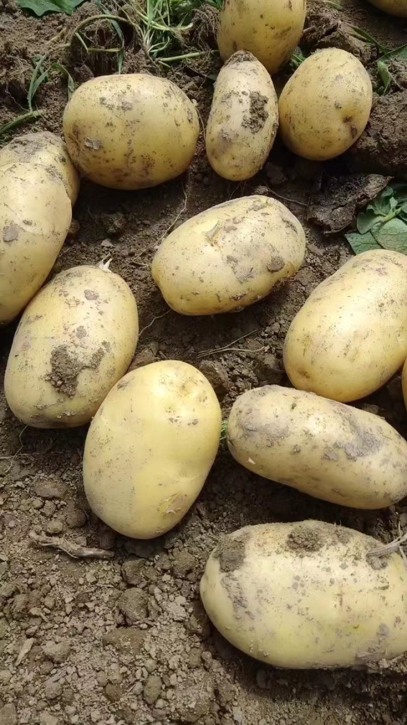 土豆洋芋大量上市，精品黄心土豆，电商土豆，沃土。V70