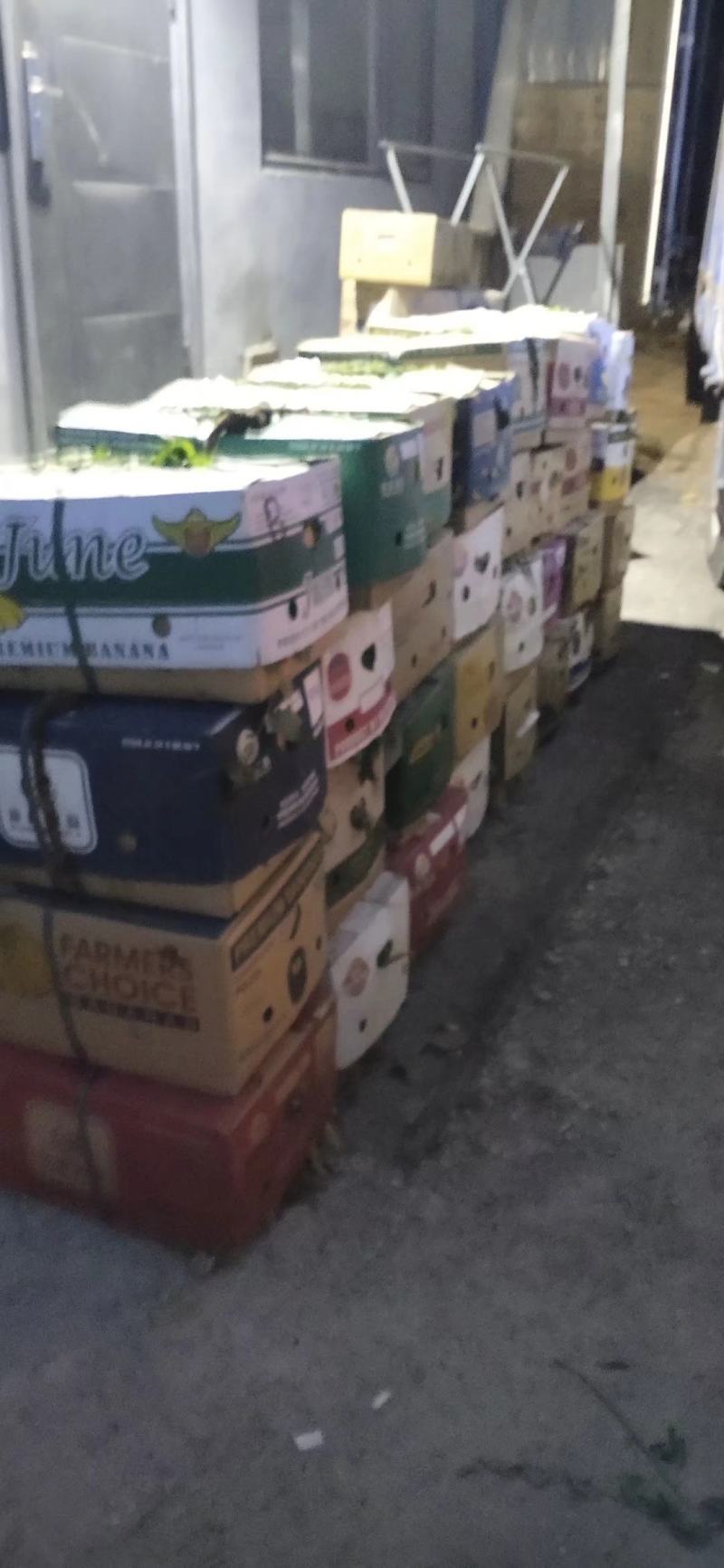 银白杏（香白杏）自然成熟一捏两开甜杏仁！北山坡上早熟杏