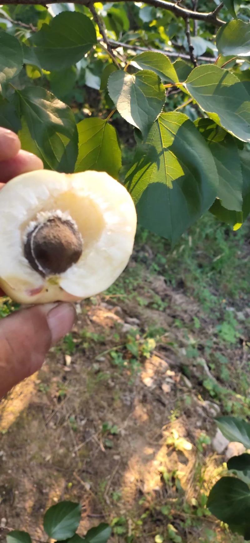 银白杏（香白杏）自然成熟一捏两开甜杏仁！北山坡上早熟杏