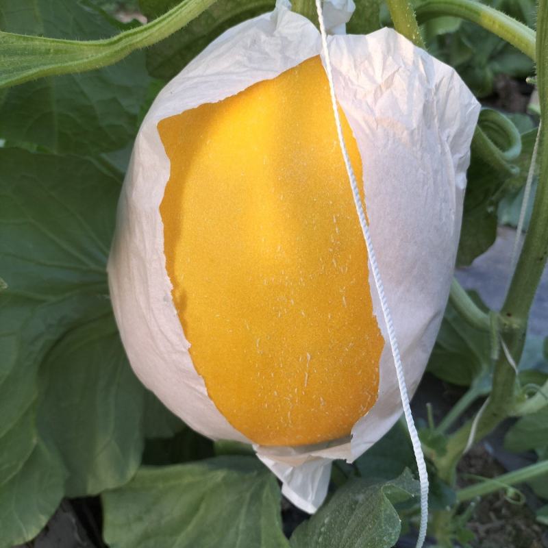 久红瑞甜瓜玉菇甜瓜货源充足
