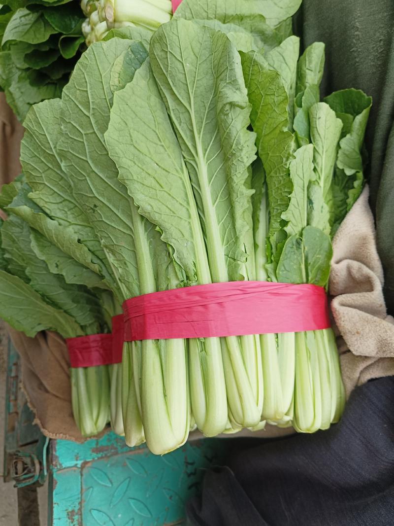【小白菜】河北蔬菜品种多样规格齐全一站式采购常年市场批发