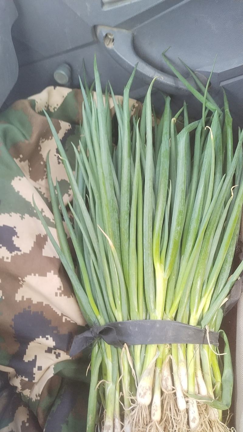 优质铁杆串大葱苗，小葱，自家种植，一手货源，保证质量