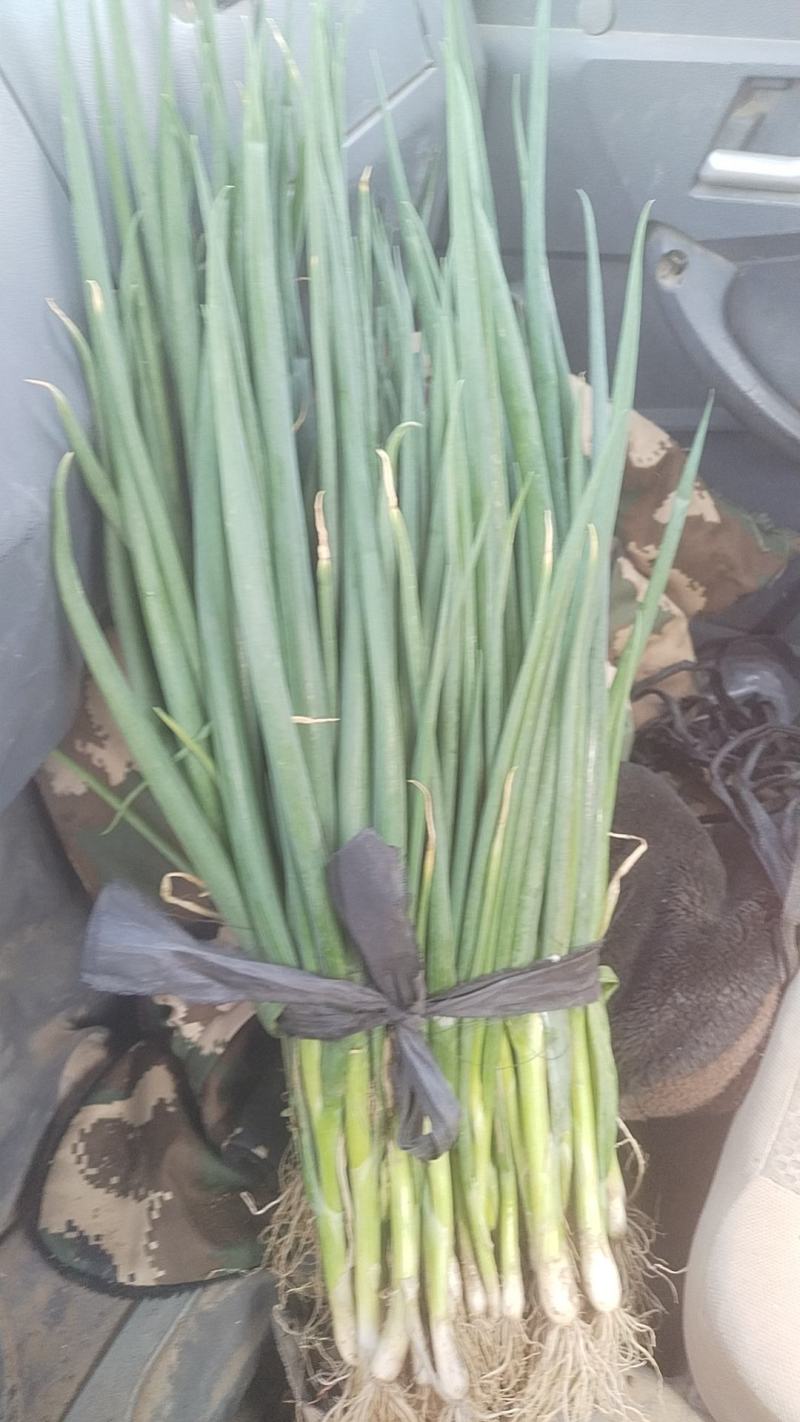 优质铁杆串大葱苗，小葱，自家种植，一手货源，保证质量