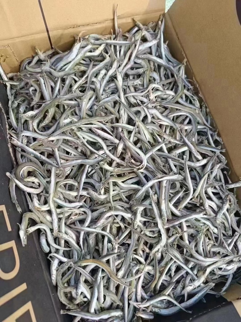 银针鱼适用于任何人群
