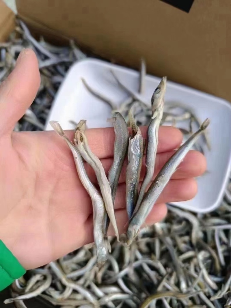银针鱼适用于任何人群