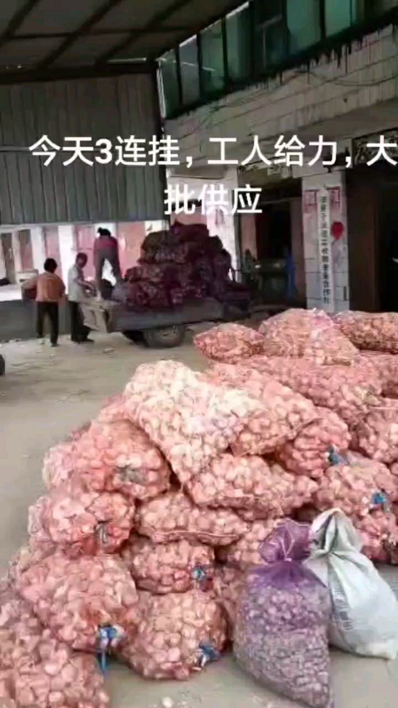 独头蒜，徐州丰沛县，电商专用，，，，，，