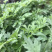 干艾草，艾草精油，艾草原液