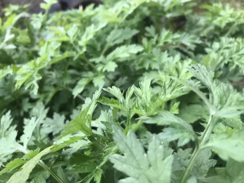 干艾草，艾草精油，艾草原液