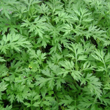 干艾草，艾草精油，艾草原液