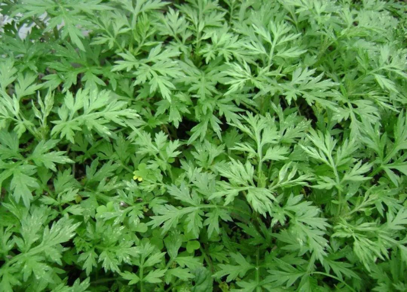 艾草精油