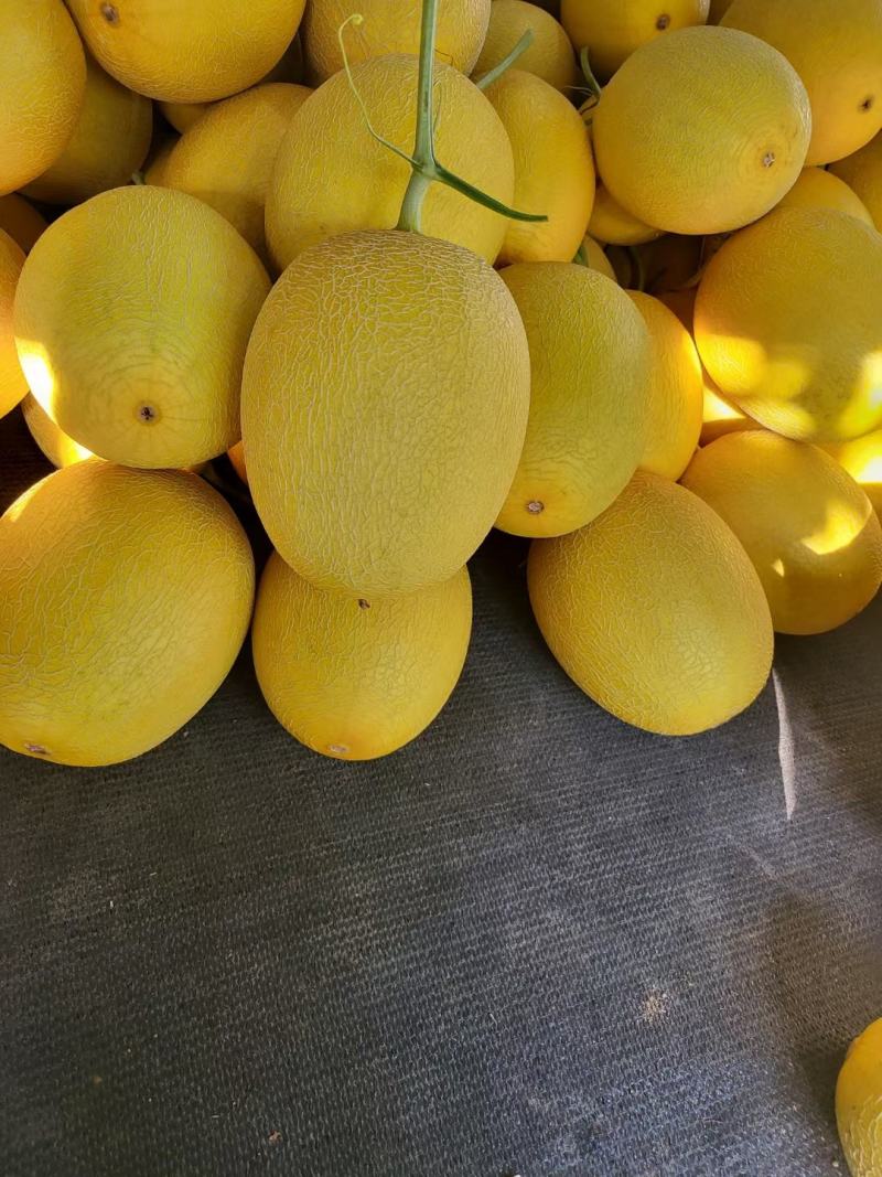 黄皮网纹哈蜜瓜