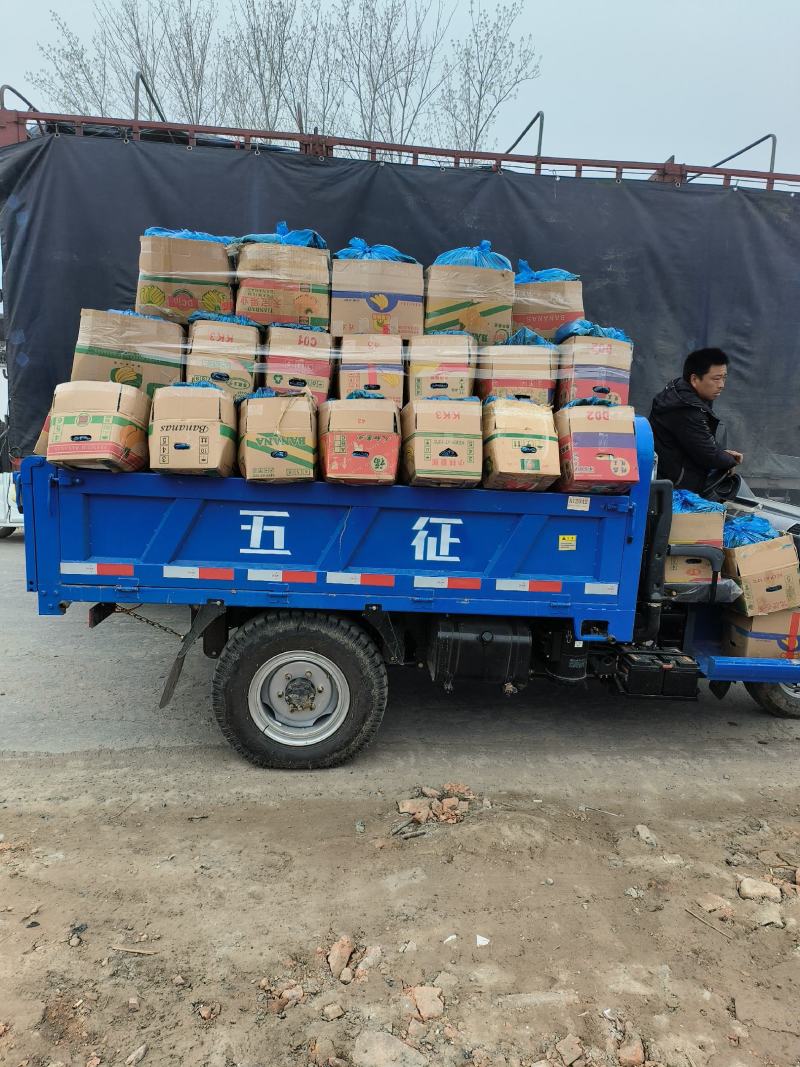 【密刺黄瓜】商丘夏邑原产地发货新鲜采摘顶花带刺一手货源