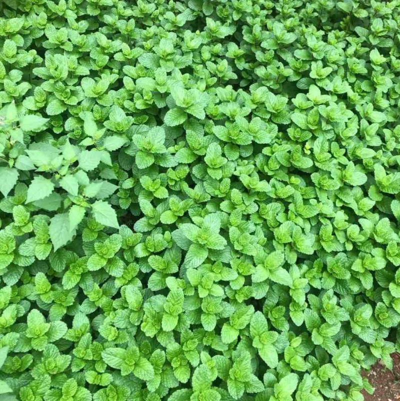 薄荷精油