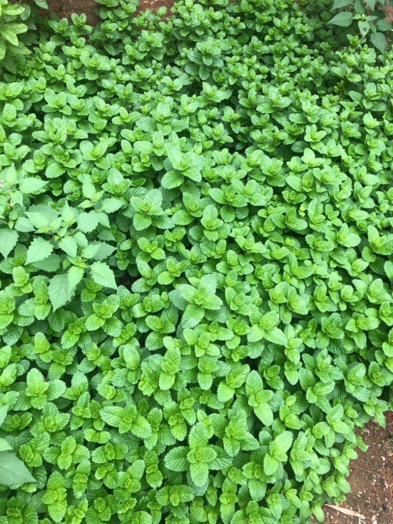 薄荷精油