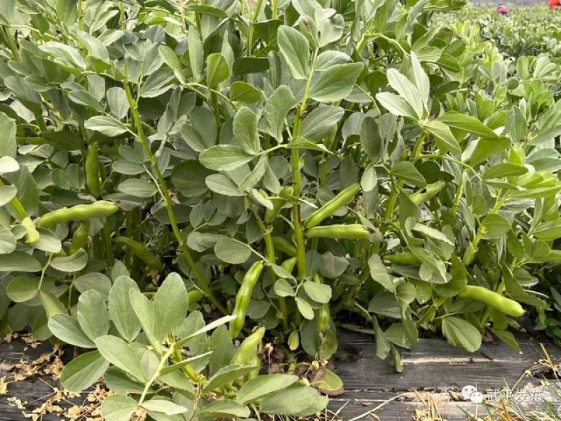 【蚕豆】新野蚕豆，大量上市，量大，量大，便宜！欢迎来电