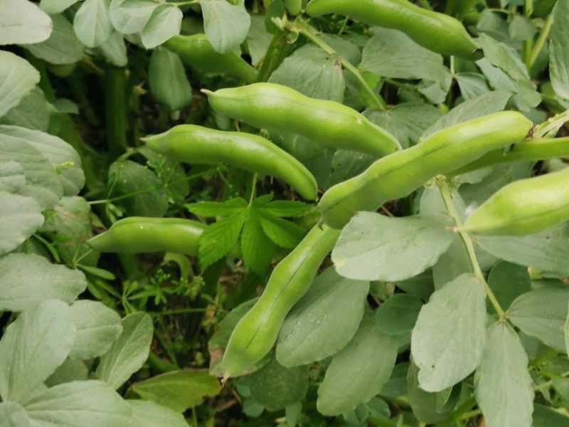 【蚕豆】新野蚕豆，大量上市，量大，量大，便宜！欢迎来电