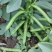 【蚕豆】新野蚕豆，大量上市，量大，量大，便宜！欢迎来电