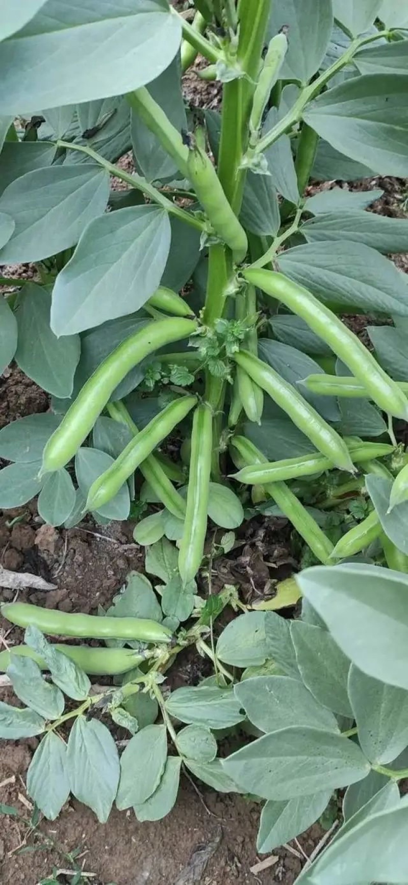 【蚕豆】新野蚕豆，大量上市，量大，量大，便宜！欢迎来电