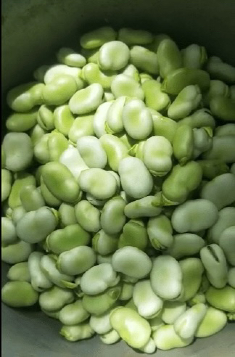 【蚕豆】新野蚕豆，大量上市，量大，量大，便宜！欢迎来电
