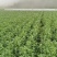 【蚕豆】新野蚕豆，大量上市，量大，量大，便宜！欢迎来电